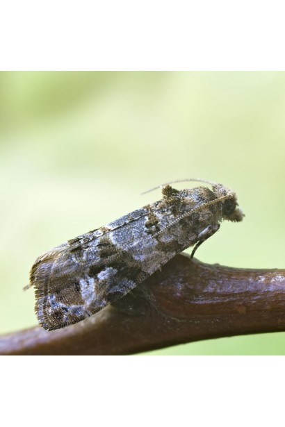 Гроздевая листовертка